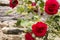 Old-fashioned red roses growing on an ancient stone wall