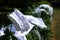 Old fashioned scullery maid`s white cap and aprons, drying on a hedge outside in the sun in the traditional way