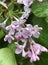 Old fashioned Syringa vulgaris flowers after the rain