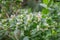 Old-fashioned Weigela florida alba, white flowering shrub