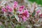 Old-fashioned Weigela florida Monet with pink flowers and variegated leaves