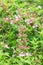 Old-fashioned Weigela florida, rosey-pink flowering shrub