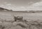 Old-fashioned wooden clinker dinghy pulled on beach