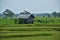 Old-fashioned wooden house made of bamboo and thatched with grass in the middle of the field