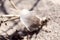 old feather laying on a beach