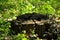 Old felled tree trunk in a suburban forest