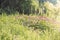 Old fence overgrown with grass flowers, the concept of abandoned villages or ownerless property