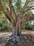 Old ficus tree, Ficus sycomorus