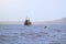 old fishing boat sails along hilly coast, and dolphins accompany vessel in search of easy prey