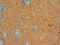 old flaked peeled weathered brown orange paint galvanization steel background texture