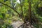 Old Florida Forest Dense Foliage