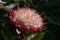 Old flowerhead of protea cynaroides or little prince