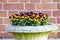 Old flowerpot full of Pansies