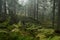 An old foggy and mysterious coniferous boreal forest in Estonia, Europe