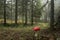 An old foggy and mysterious coniferous boreal forest in Estonia, Europe