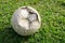 Old Football On Grass Field