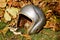 Old football helmet left laying in the leaves