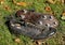 Old football shoes with cleats laying in the leaves