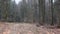 Old forest in Bieszczady Mountains in Poland. Little snow is falling.