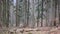 Old forest in Bieszczady Mountains in Poland. Little snow is falling.