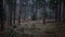 Old forest in Bieszczady Mountains in Poland. Little snow is falling.