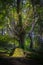 Old forest with old beech trees illuminated by sunlight. Glendalough, Wicklow Mountains, Ireland