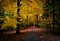 Old forest road in Amsterdamse Bos with autumn orange and yellow leafs