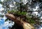 An old forest tree, bottom view