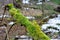 old forest. The trees are covered with moss. Difficult passable thickets. Fallen rotten tree trunks and branches. The last snow