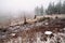 Old forest in winter Harz mountains