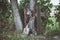 Old forgotten cemetary, crosses rooted into trees