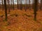 An old, forgotten cemetery covered with a high pine forest.