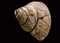 Old fossil of a prehistoric water snail shell, pleurotomania a extinct specie, isolated on a black background