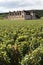 Old french vineyard chateau Burgundy, France, grapes growing, vertical