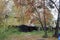 Old garages built in the bushes in the yard in the fall