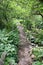 Old garden pathway surrounded with greenery