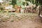 Old garden with strawberry bed, woodpile and rusty iron, vintage  fence