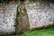 Old garden wall with brick butresses