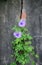 Old garden wall comprised of bricks stone and  Morning Glory.