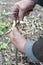 Old Gardener Preparing Apple Tree Branch for Grafting with Knife. Step by Step. Grafting Trees