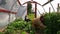 Old gardener woman work between tomato plants in hothouse. Cat