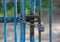 The old gate made from steel reinforeced bars painted in blue locked with the chain and the padlock