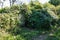 Old gate overgrown with ivy