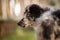 Old german herding puppy in a meadow