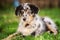 Old german herding puppy in a meadow