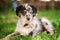 Old german herding puppy in a meadow