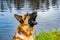 Old German Shepherd. Portrait on a background of a pond with ducks.