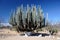 Old giant cactus, Mexico