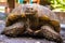 Old Giant Tortoise animal closeup