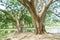 Old giant tree spread branches in park